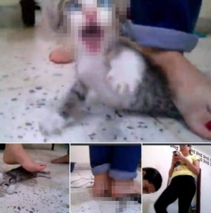 ماليزيا: فيديو تعذيب القطّة يحصد ملايين المشاهدات في وقت وجيز والشرطة تتفاعل