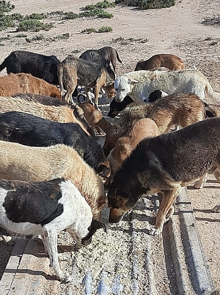 جربة: جريمة في حق مجموعة من الكلاب تمّ القضاء عليها وإيطاليّة تستغيث...