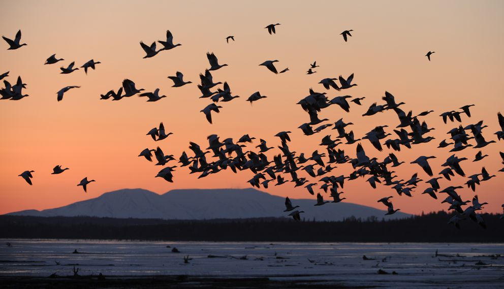 هجرة أكثر من 30 مليون طائر في سماء مدينة شيكاغو الأمريكية في مشهد مثير